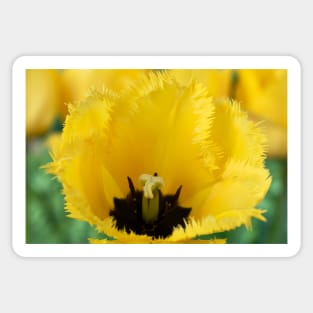 Tulipa 'Crystal Star' Fringed Tulip Sticker